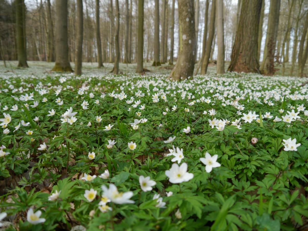 Ferienhaus-Uckermarkblick Rosenow  Ngoại thất bức ảnh
